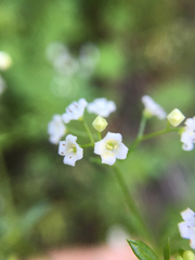 Galium mexicanum