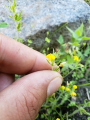 Castilleja lacera