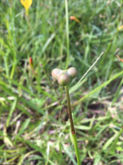 Zephyranthes pulchella