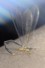 Distoleon pulverulentus