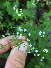 Galium mexicanum