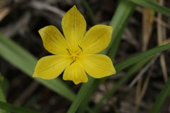 Sisyrinchium tolucense