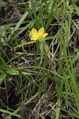 Sisyrinchium tolucense