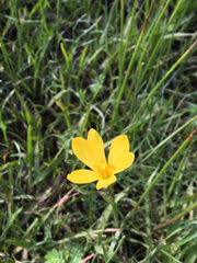 Zephyranthes pulchella