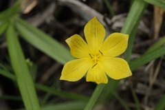 Sisyrinchium tolucense