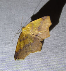 Antepione thisoaria
