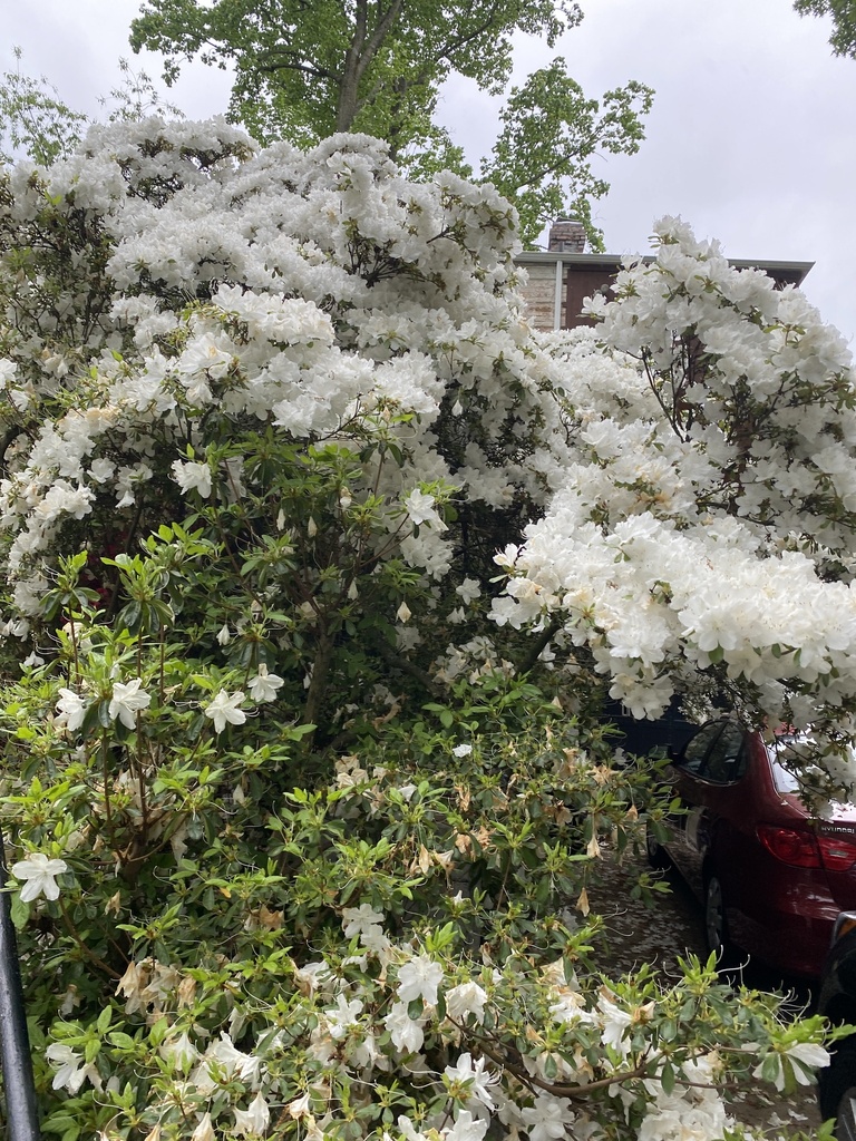 rhododendrons and azaleas from Country Club