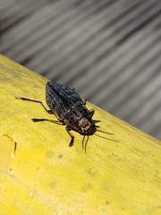 Buprestis lyrata