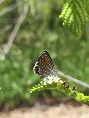 Brephidium pseudofea