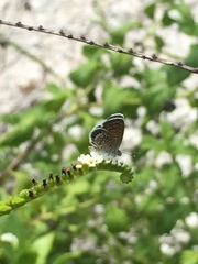 Brephidium pseudofea