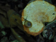 Zonitidae