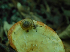 Zonitidae