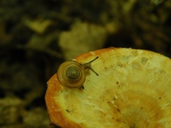 Zonitidae