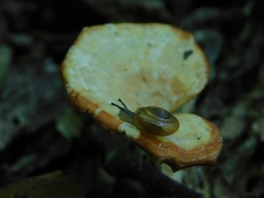 Zonitidae