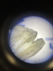 Whitebait Smelt photo 2