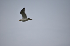 Larus argentatus