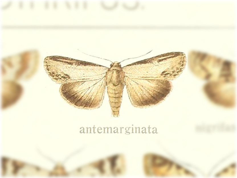 Moth