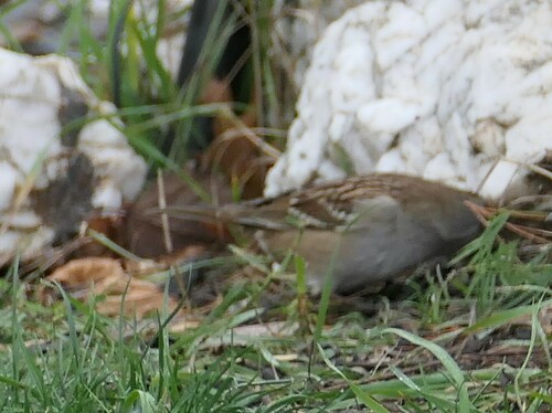 White-crowned Sparrow photographed in Maine
