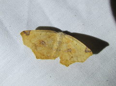 Antepione thisoaria