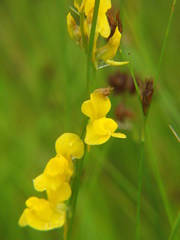 Utricularia juncea