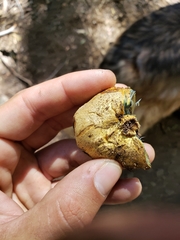 Gastroboletus