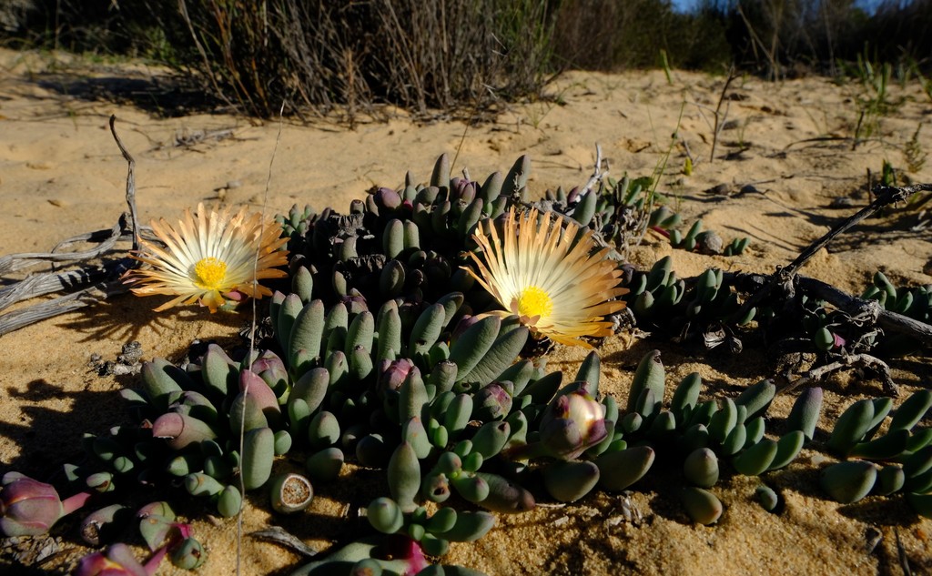Jordaaniella cuprea
