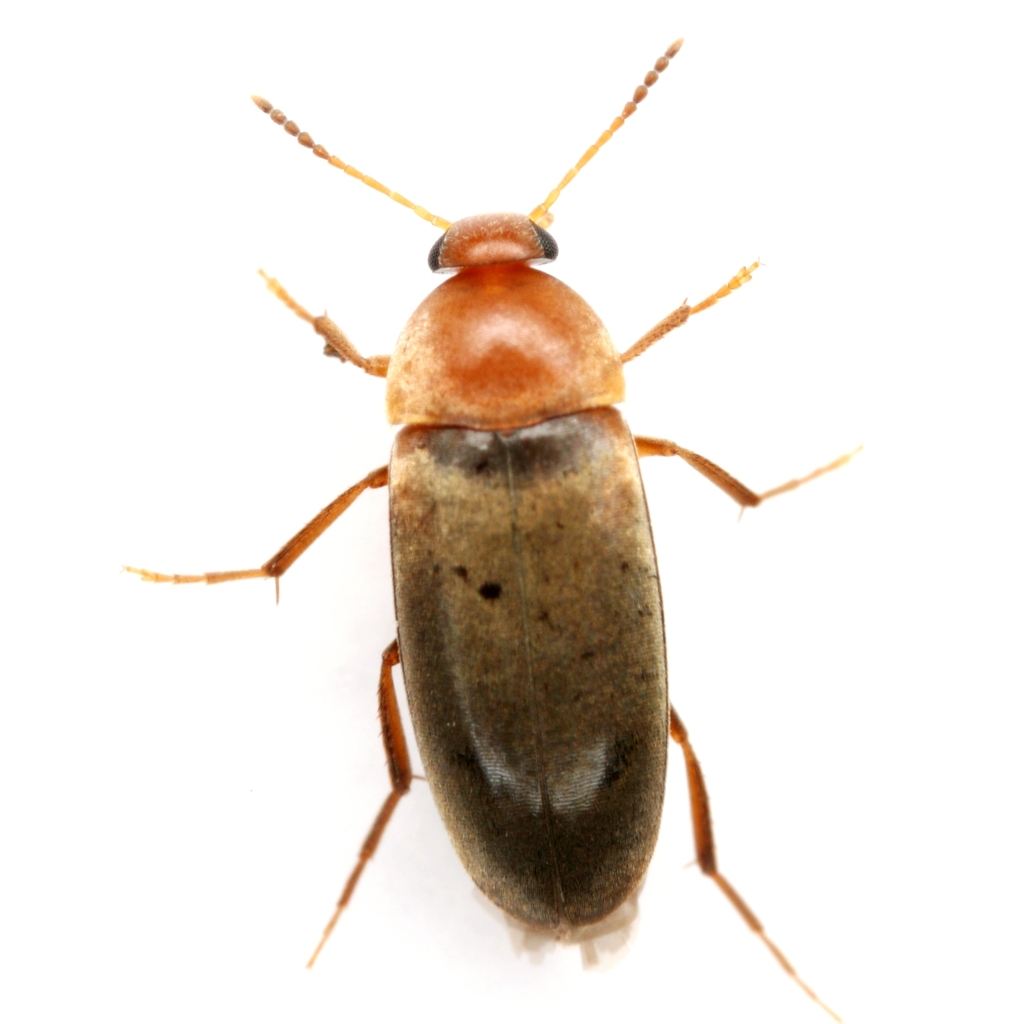 Diclidia spinea