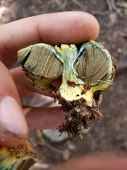 Gastroboletus