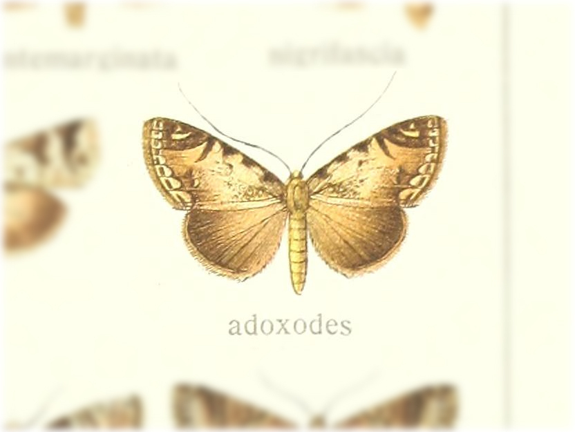 Gigantoceras adoxodes