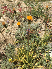 Raillardella scaposa