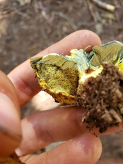 Gastroboletus
