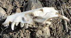 Didelphis pernigra