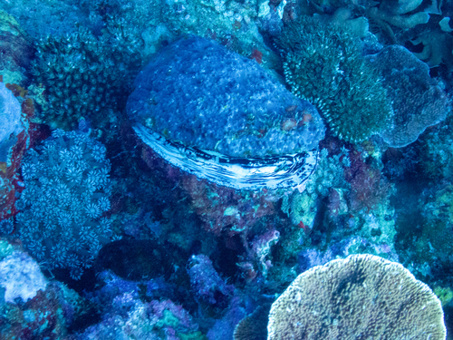 Spondylus sinensis, 2025-02-10