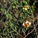 Roepera spinosa - Photo 由 Nick Helme 所上傳的 (c) Nick Helme，保留部份權利CC BY-SA