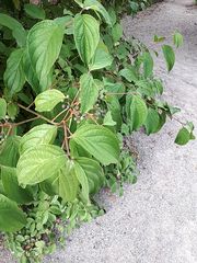 Cornus sanguinea