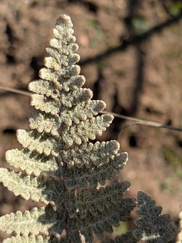 Image of Newberry's lip fern by (c) Jason Schock, some rights reserved (CC BY)