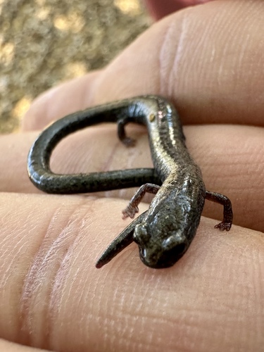 Black-bellied Slender Salamander