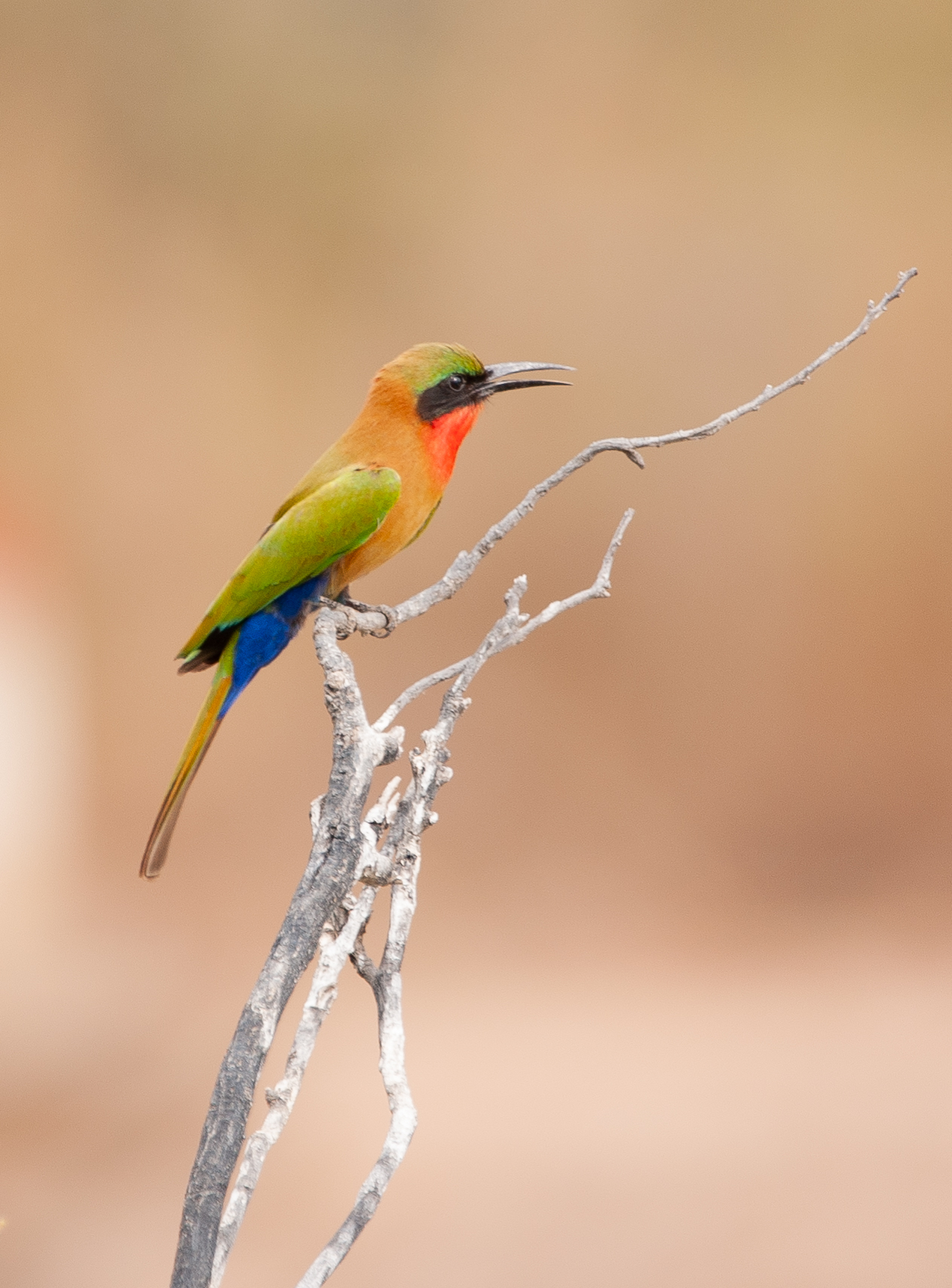 Red-throated Bee-eater illustration
