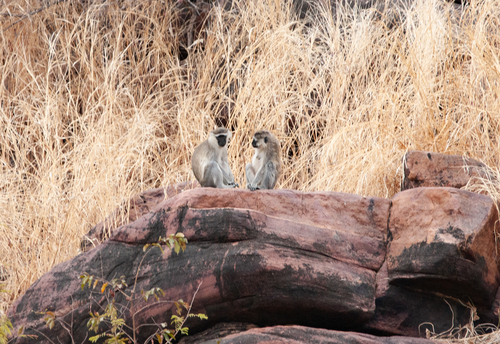 Tantalus Monkey
