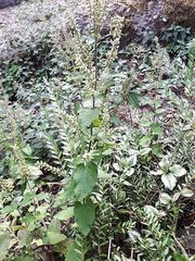 Teucrium scorodonia