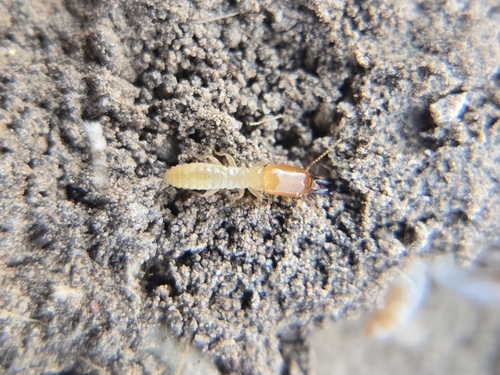 Desert Subterranean Termite photo 3