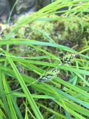 Carex macrochaeta
