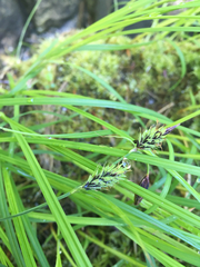Carex macrochaeta