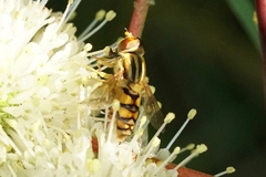 Parhelophilus integer