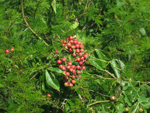Foto de Guaraná-Cipó