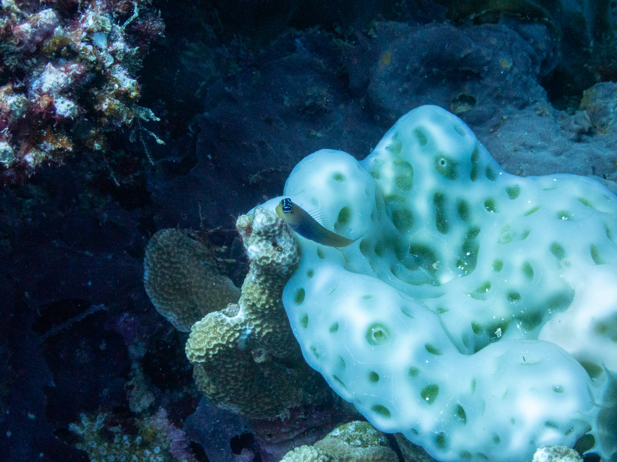 Bluebelly Blenny photo 6