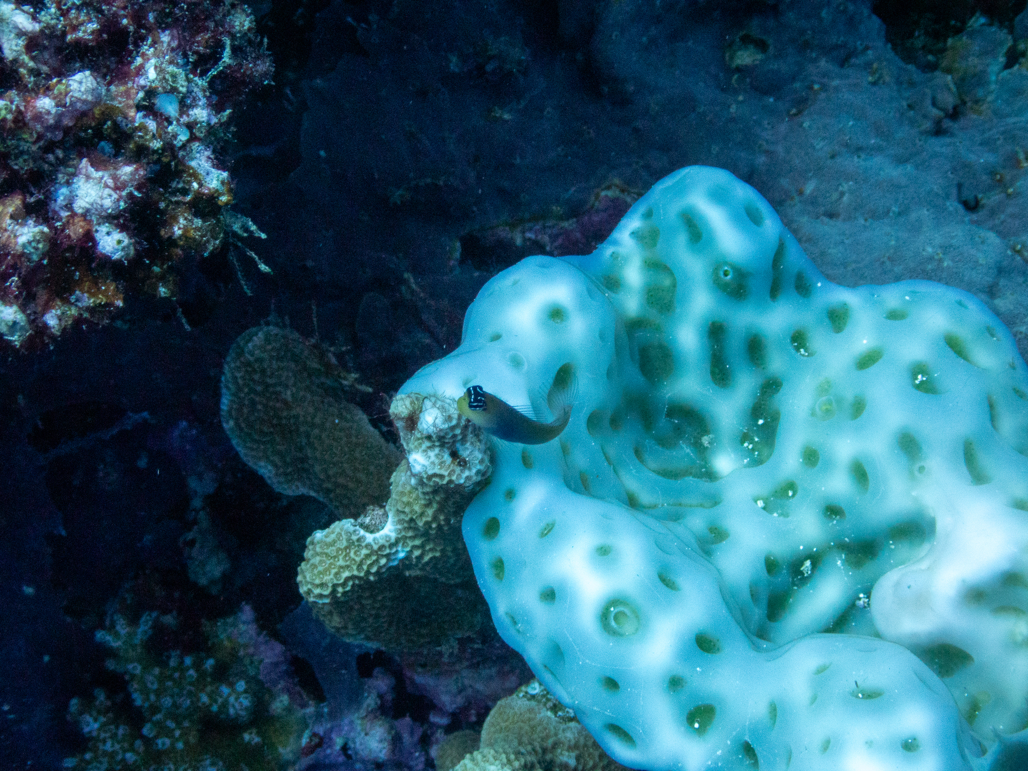 Bluebelly Blenny photo 7