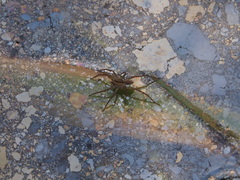 Pardosa pseudoannulata