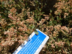 Holodiscus discolor microphyllus