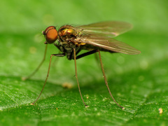 Diaphorinae